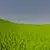 Simple Grass Textured icon image